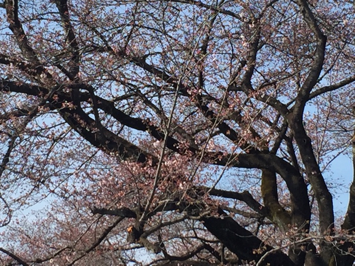 小金井公園の桜2017年4月2日
