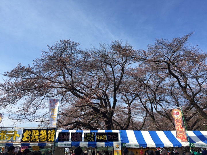 小金井公園の桜2017年4月2日
