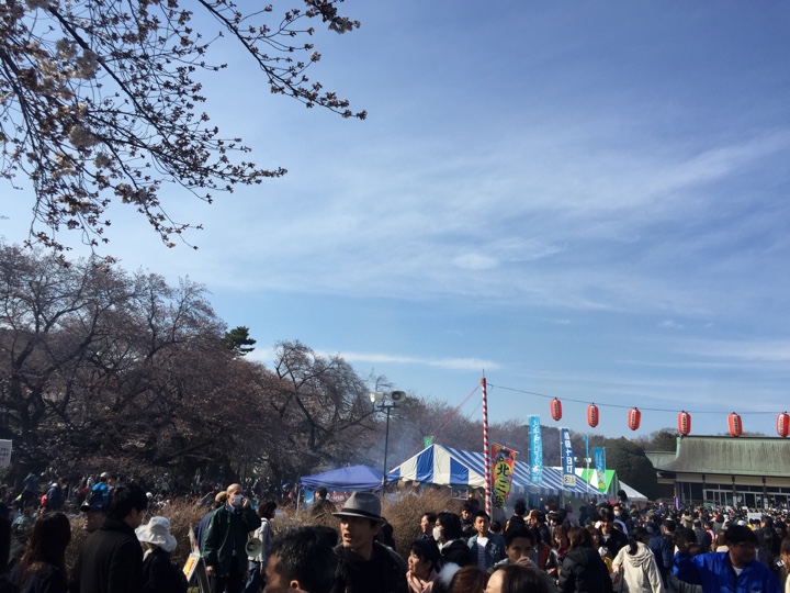 小金井公園の桜2017年4月2日
