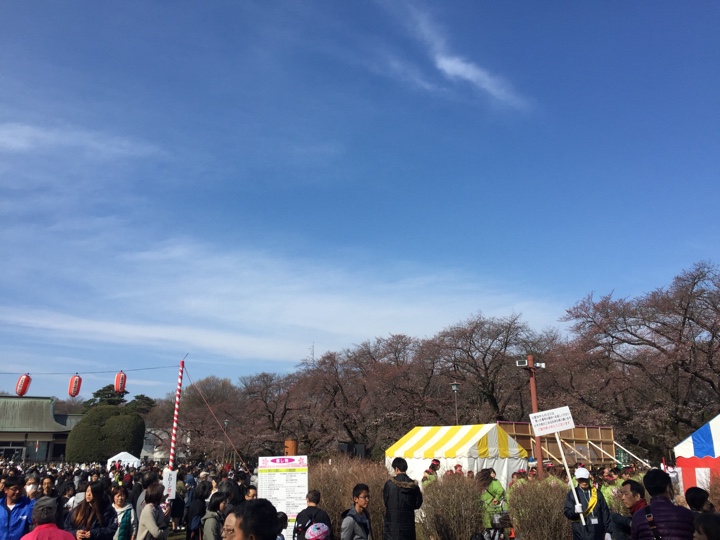 小金井公園の桜2017年4月2日