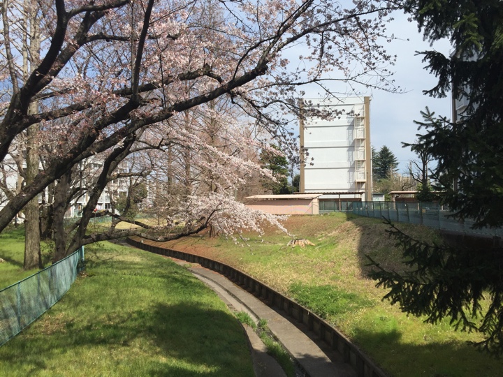 小金井市の桜