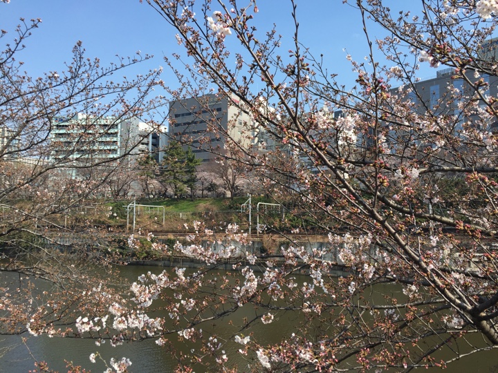 飯田橋付近の桜