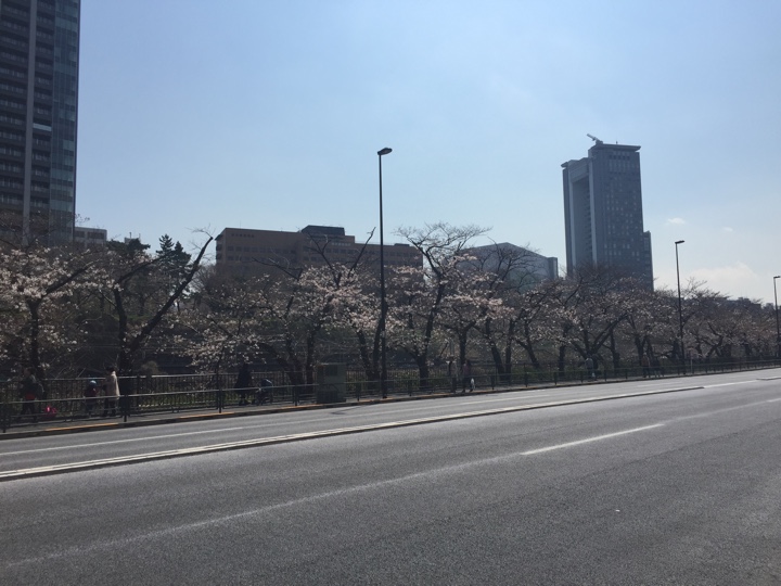 飯田橋付近の桜