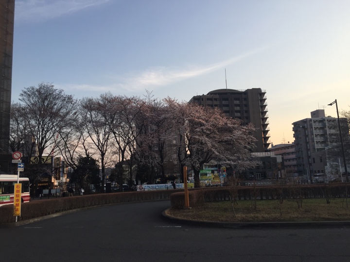花小金井駅前の桜