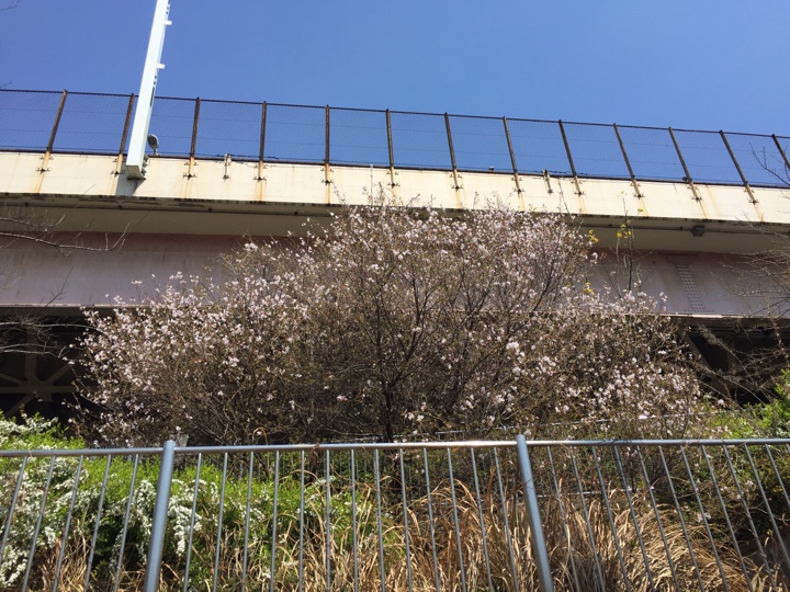 日本橋浜町公園の桜