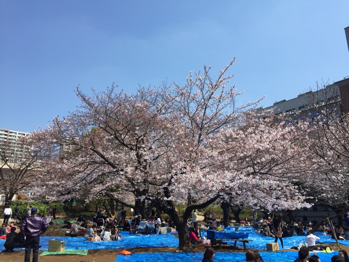日本橋浜町公園の桜