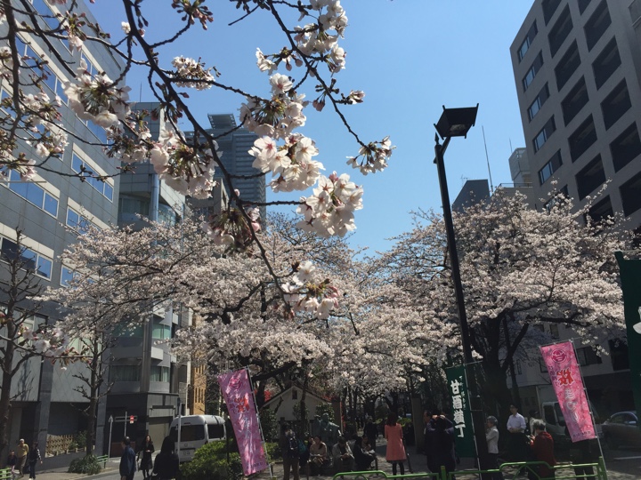 勧進帳の弁慶像近くの桜