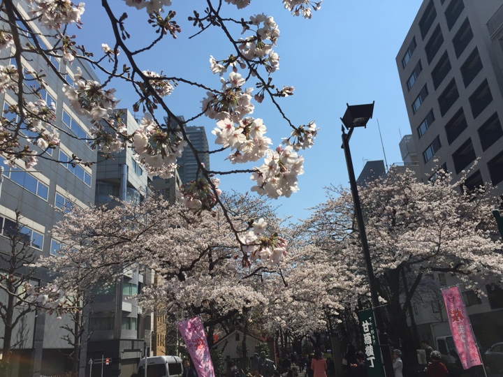 勧進帳の弁慶像近くの桜