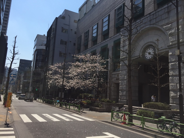 日本橋小学校前桜