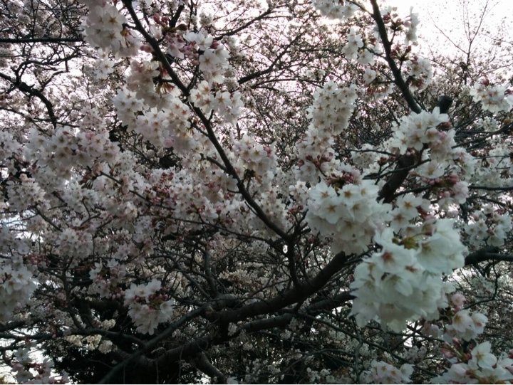 野川公園のサクラ<br />
