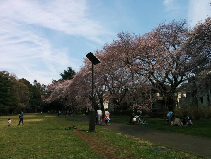 野川公園の桜