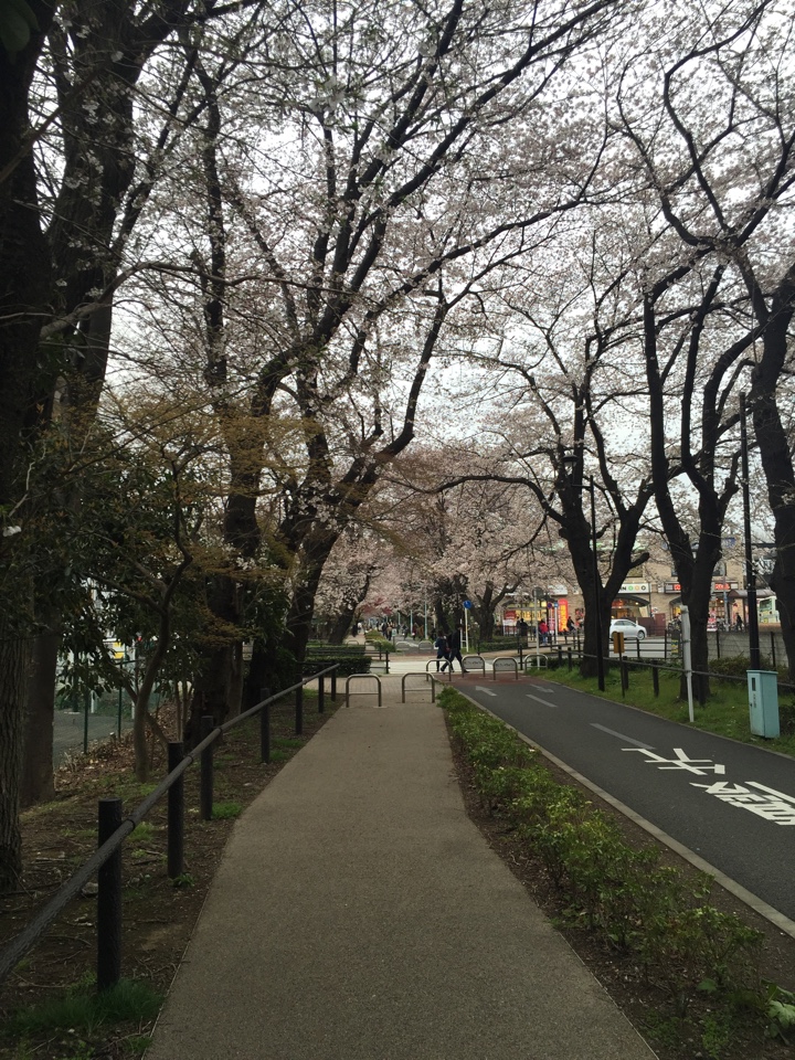 花小金井駅前サイクリングロードの桜