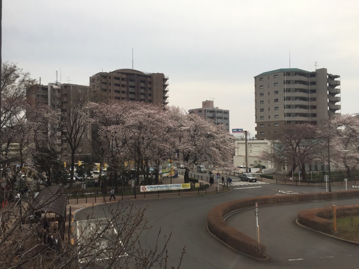 花小金井駅前の桜