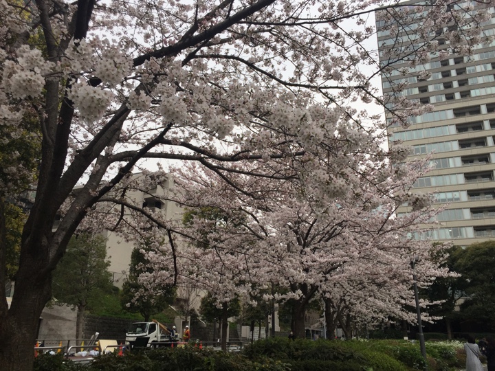 檜町公園の桜