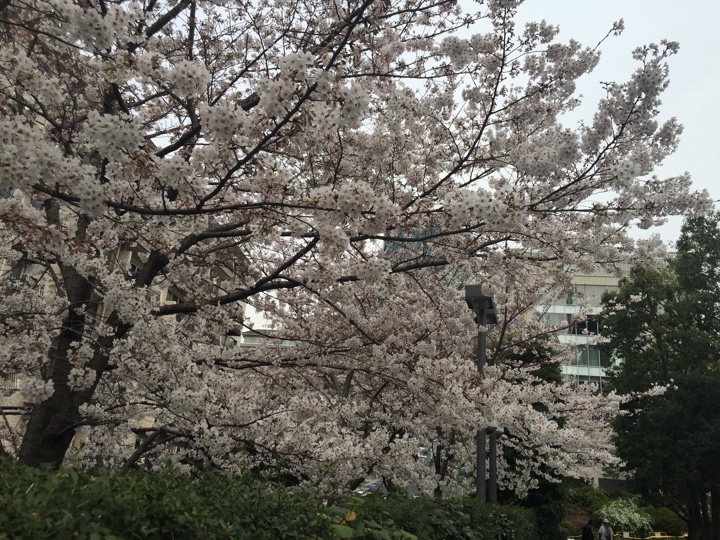檜町公園の桜