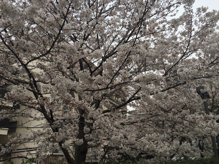 檜町公園の桜