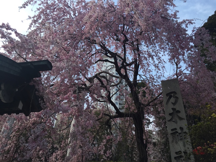 乃木神社入口の桜