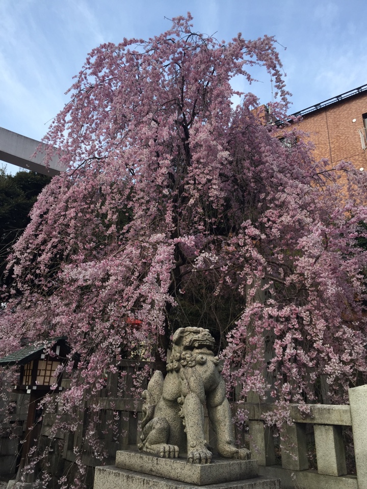 乃木神社入口の桜