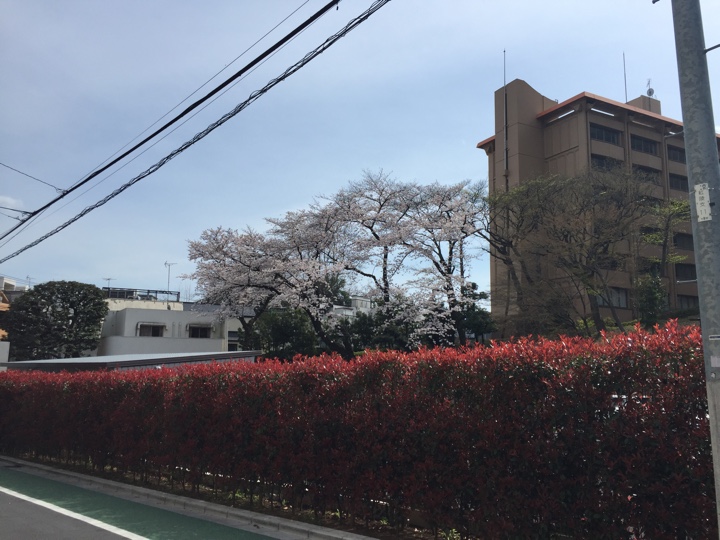 丸ノ内線 茗荷谷駅近くの桜