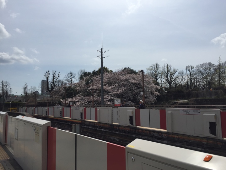 丸ノ内線四ッ谷駅からの桜の眺め