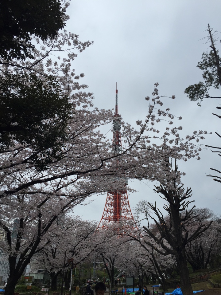 芝公園の桜と東京タワー