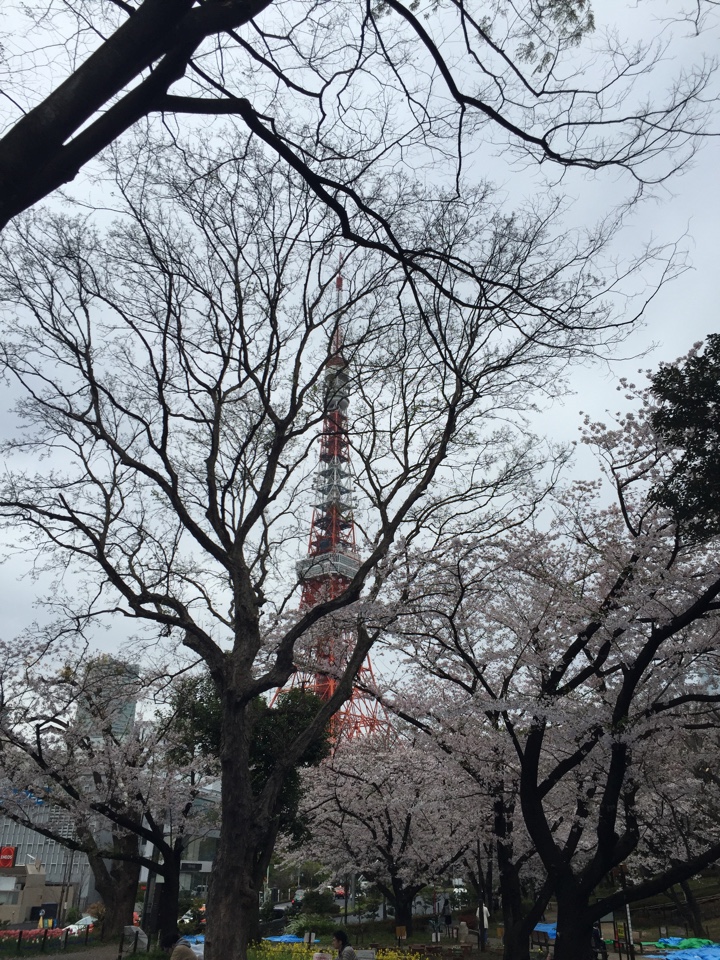 芝公園の桜と東京タワー