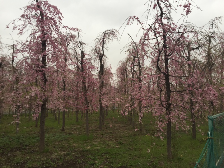 小平回田の桜