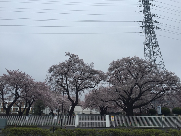 小金井リハビリテーション病院前の桜