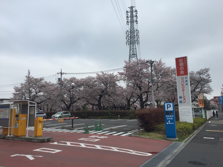 小金井リハビリテーション病院前の桜