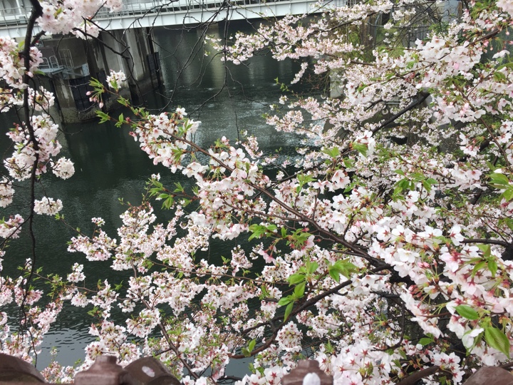 茅場町の川近くの桜