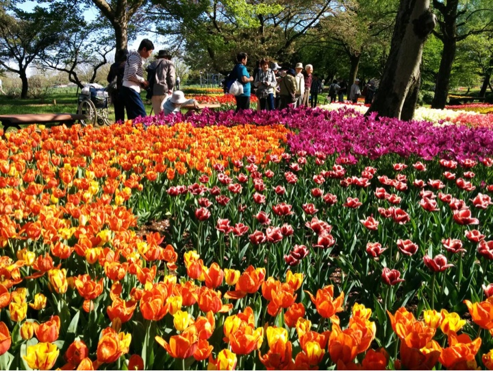 立川　昭和記念公園の花