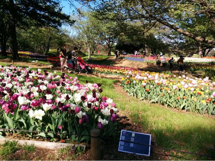 立川　昭和記念公園の花