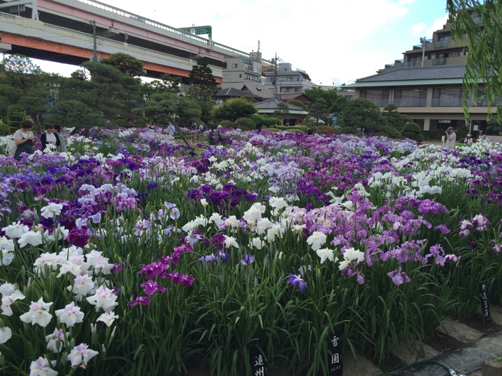 堀切菖蒲園のお花
