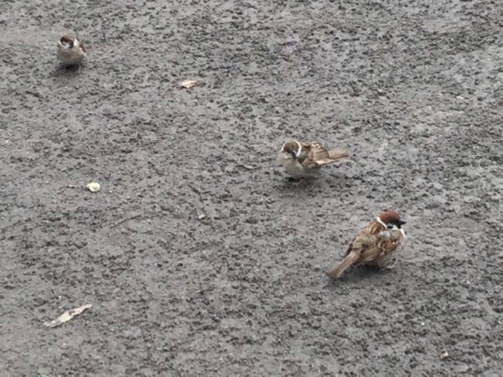 竹町公園で雀