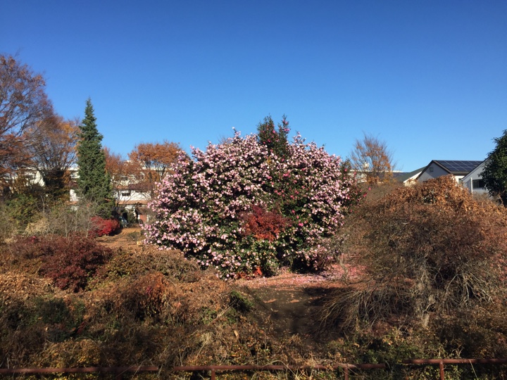 グリーンロード近くの綺麗な花の木