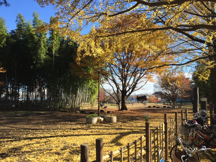 たけのこ公園の紅葉（黄）