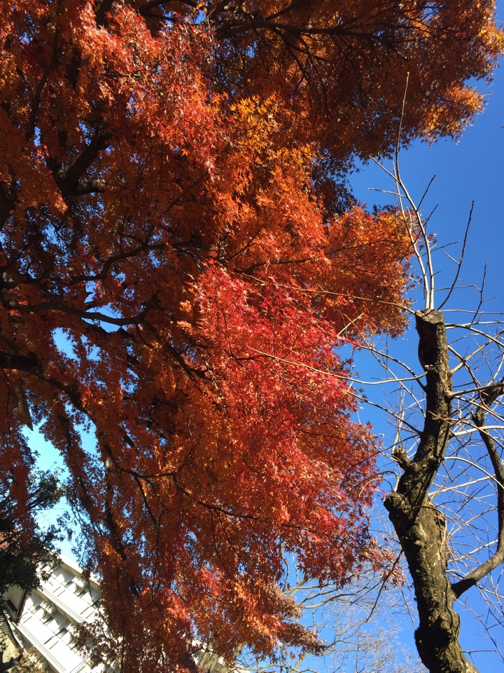 たけのこ公園の紅葉（赤）