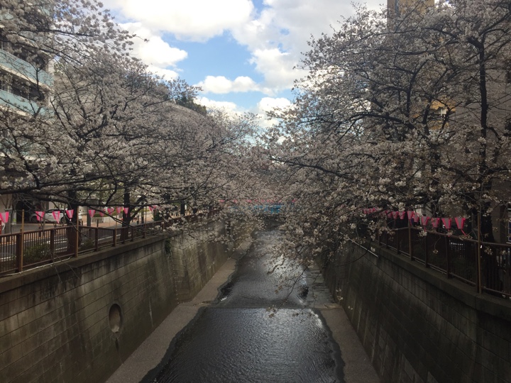 池尻大橋近くの目黒川の桜