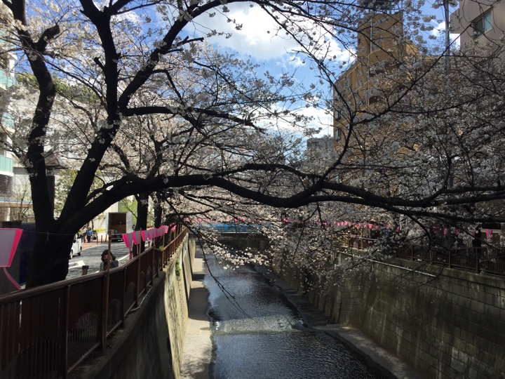 池尻大橋近くの目黒川の桜
