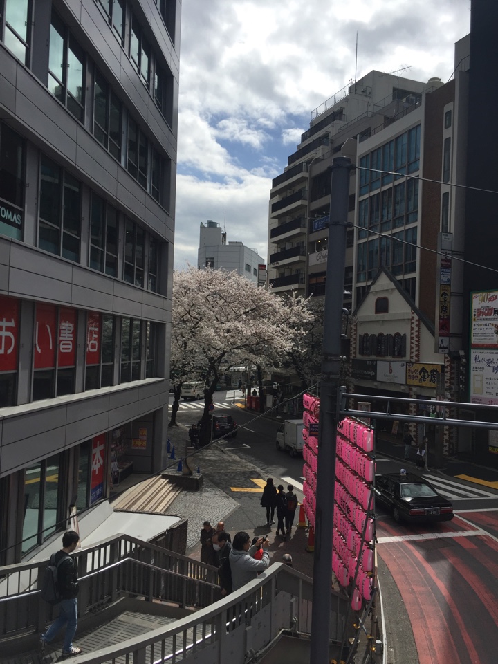 渋谷　桜