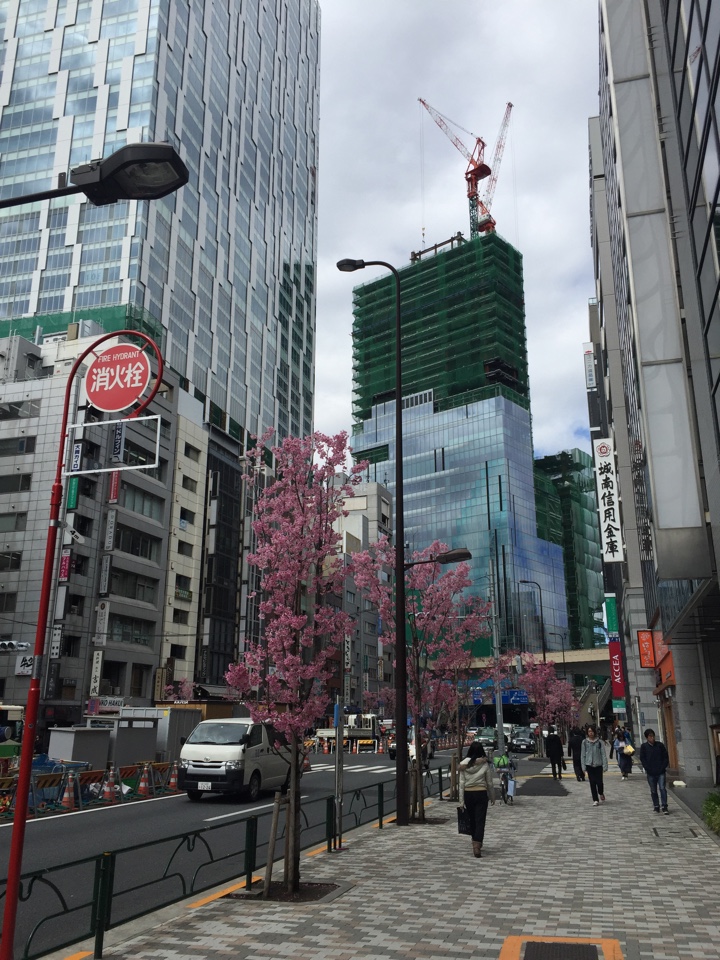 渋谷　明治通り沿いの桜？