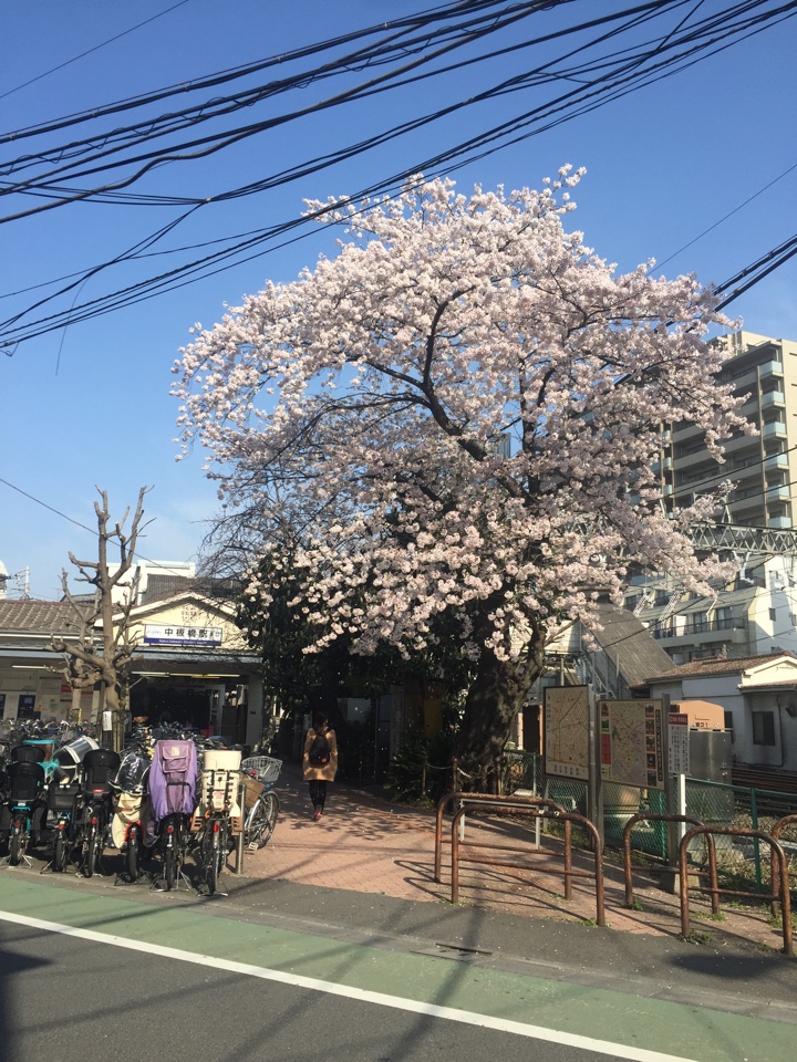 東武東上線 中板橋駅前の桜