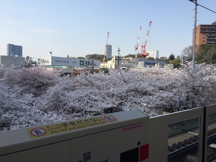 東急東横線中目黒駅からの目黒川の桜