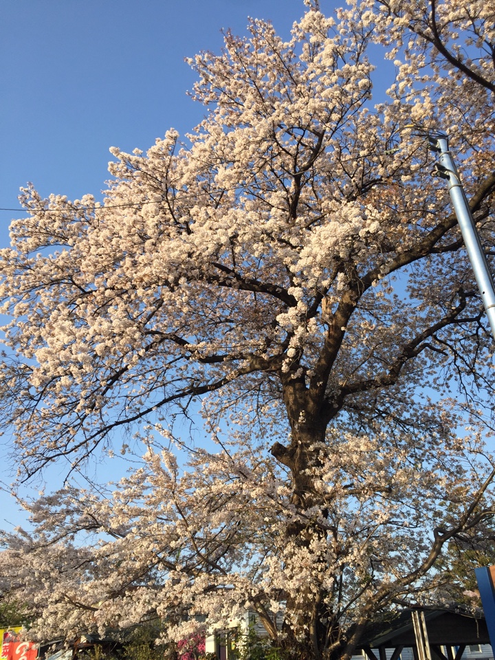 桜いろいろ