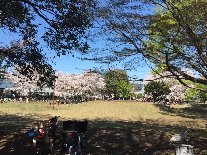 たけのこ公園の桜