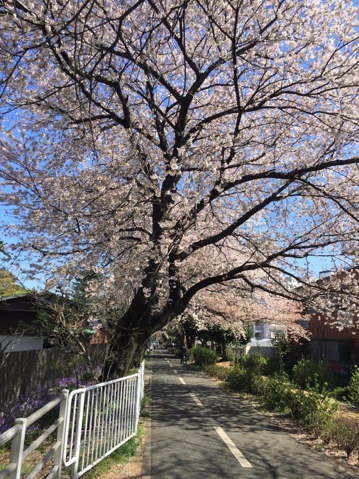 多摩自転車道（グリーンロード）の桜