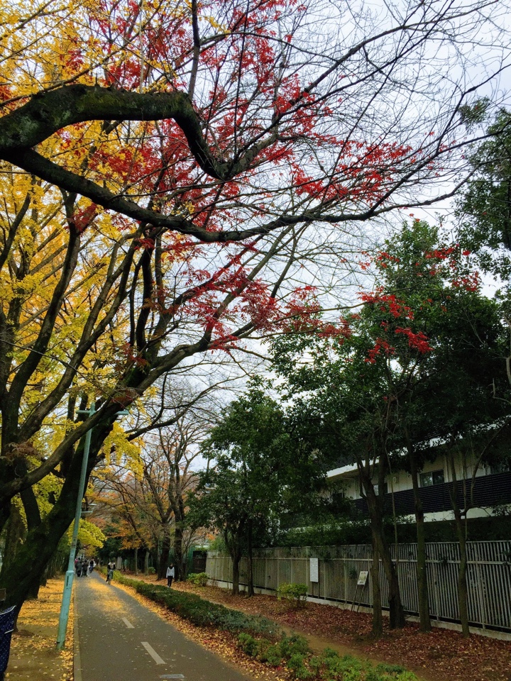 多摩サイクリングロードの紅葉