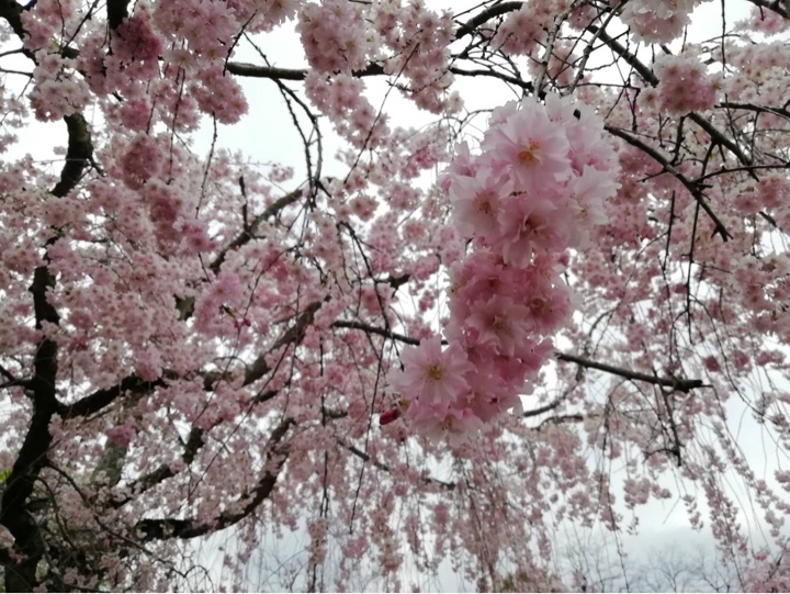 秩父 羊山公園の桜