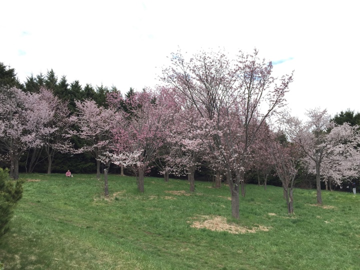 サクラの森