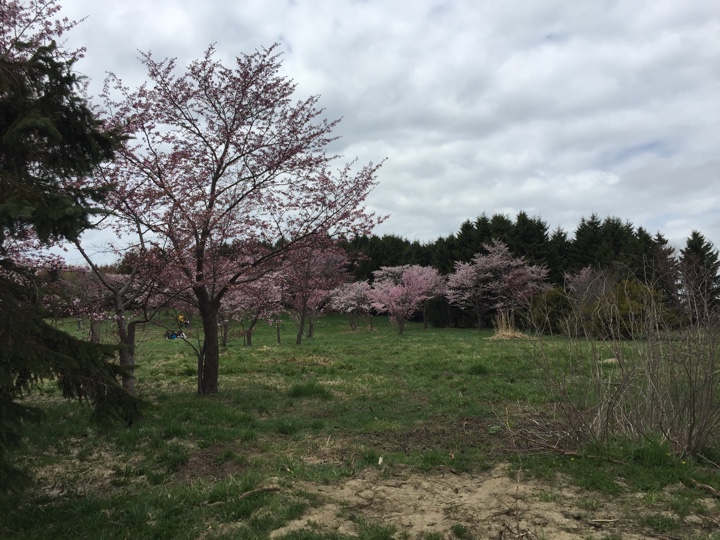 サクラの森